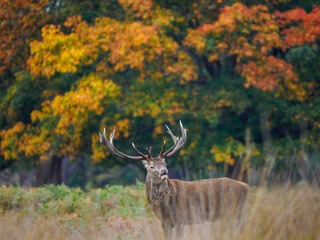 deer in autumn