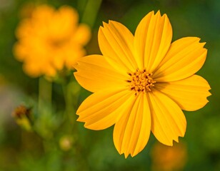 Obraz premium Close-up shot of a vibrant yellow flower in full bloom with a blurred second flower in background