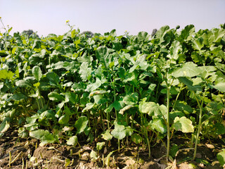 Close up shot of young green mustard field.