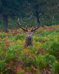 Red deer portrait