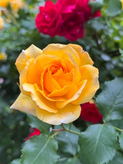 Cream White Rose with Orange Stamen Among Red Roses in Garden