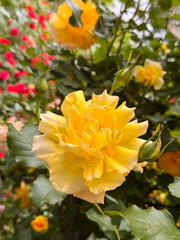 Climbing Rose Bush with Red and Yellow Blooms Garden Scene