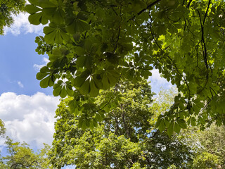 Chestnut Tree Branches with Large Green Leaves Against Blue Sky