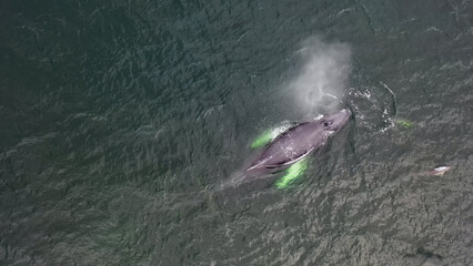 Humpback Whales, Megaptera novaeangliae, travelling and blowing in Donegal Bay, Ireland