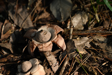 ツチグリ　森の落ち葉と星型キノコ