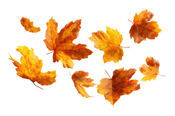 Fototapeta premium Watercolor rendering of autumn maple leaves in various shades of gold, brown, and orange, scattered on black