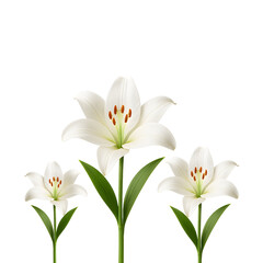 Fototapeta premium Whispering Beauty – White Lily Close-Up ,Isolated on transparent background, png