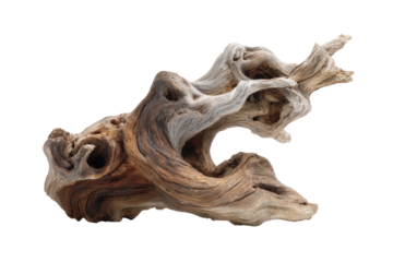 A weathered piece of driftwood, exhibiting intricate textures and organic curves against a stark background