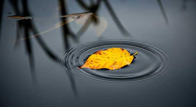 Fallen Leaf on Still Water_Close-up of single bright yellow leaf floating on still dark wetland surface. World Wetlands Day