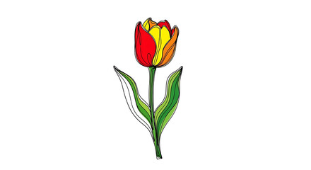 Obraz premium Single red and yellow tulip flower illustration on white background