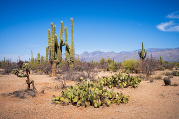 hiking in the desert between sagueros in arizona, usa © Christian B.