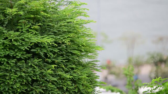 Living wall, green wall, vertical garden, plant wall, moss wall.
