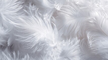Fototapeta premium Elegant White Feathers in Airy Texture from a Top View for Macro Photography