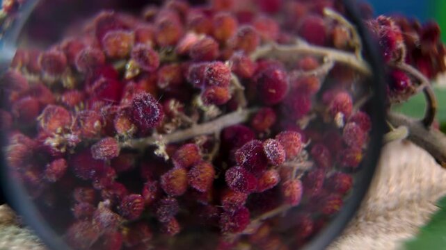 Scientific examination of Tanner's Sumac (Rhus coriaria): botanical identification of sumac fruits macro