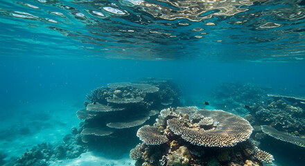 A tranquil underwater scene showing coral structures illuminated by filtered sunlight from the surface. Blue-green color harmony with visible texture and movement of light.
