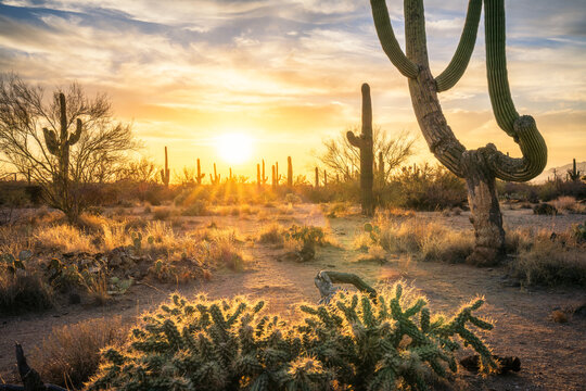 sunset at saguero national park in arizona, usa