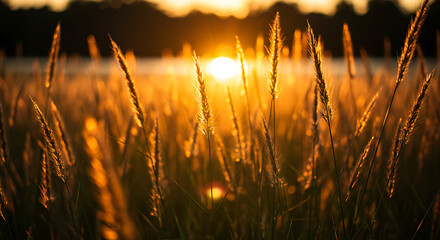 Golden sunlight filtering through tall wild grass at sunset. Backlit composition with soft bokeh and warm tones, symbolizing calm and natural beauty.