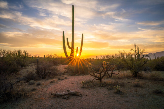 sunset at saguero national park in arizona, usa