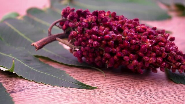 Botanical illustration of Sumac (Rhus coriaria) with leaves and fruits. Close-up of Rhus coriaria leaves and panicle