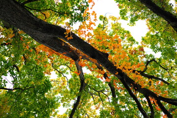 紅葉した葉とミズナラ