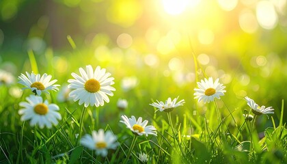 Close up view of white daisies with yellow centers growing in lush green grass with bright sunlight filtering through the leaves creating a bokeh effect during daytime in spring