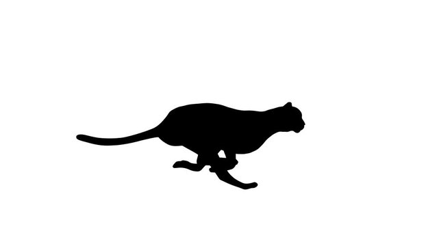 Animation with a cheetah running on the white background (seamless loop)
