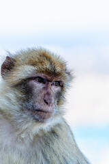 Barbary macaque (Macaca sylvanus), also known as the tailless macaque.