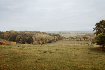 Fototapeta premium Scenic autumn view of a vast countryside featuring hills, grazing animal and a moody sky, showcasing natural beauty and tranquility.