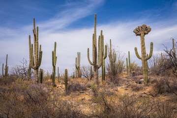 hiking in the desert between sagueros in arizona, usa