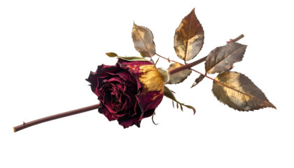 A withered rose with dark red petals and golden-brown leaves against a stark black background