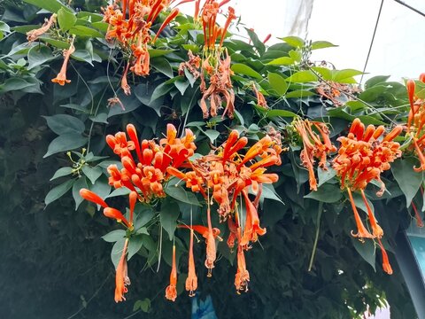 The plant shown in the image is a flame vine, also known by its scientific name, Pyrostegia venusta