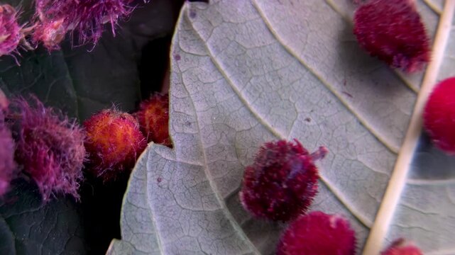 Extreme close-up of Sumac fruits (Rhus coriaria), showing morphology for pharmacognosy and botanical research.