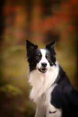 Fototapeta premium Portrait of a young purebred Border Collie dog in an autumn scenery