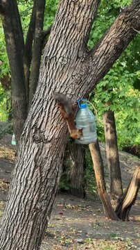 Red Squirrel Climbing Down Tree Trunk Upside Down To Reach Homemade Bottle Feeder Vertical Video
