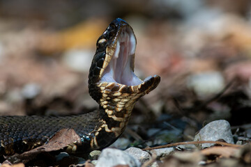 A Gaping Northern Cottonmouth