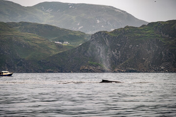 Humpback Whale, Megaptera novaeangliae, blowing by Teelin in Donegal Bay, Ireland