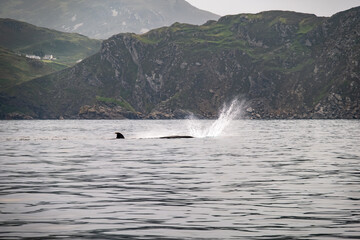 Humpback Whale, Megaptera novaeangliae, flipper flapping in Donegal Bay, Ireland