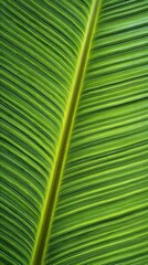 Close up of green palm leaf texture
