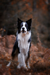 Portrait of a young purebred Border Collie dog in an autumn scenery