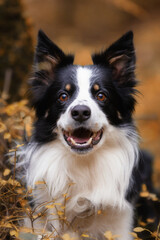 Portrait of a young purebred Border Collie dog in an autumn scenery