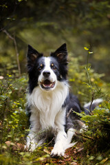 Fototapeta premium Portrait of a young purebred Border Collie dog in an autumn scenery