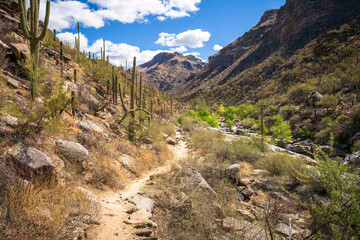 hiking in the desert between sagueros in arizona, usa