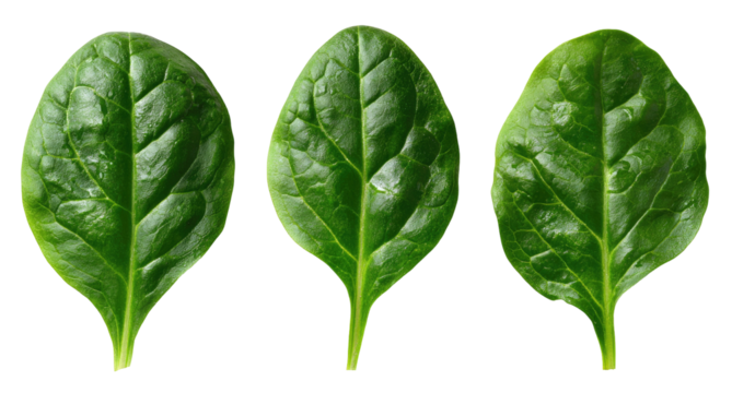 Three vividly green, leafy vegetable components isolated on a solid black background, with visible vein details