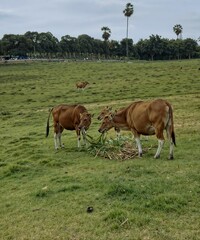 Obraz premium Cows grazing and eating grass in a green pasture with trees and cloudy sky in the background