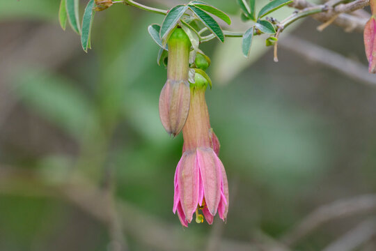Detail of the flower of the mountain tumbo (Passiflora gracilens), beautiful and colorful flowering in its natural environment.