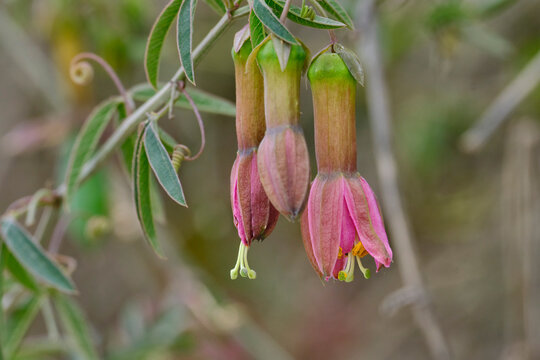 Detail of the flower of the mountain tumbo (Passiflora gracilens), beautiful and colorful flowering in its natural environment.