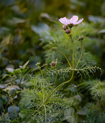 Autumn pink flower