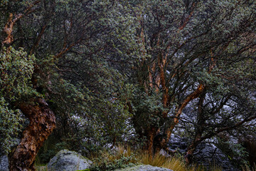 Fototapete bei efototapeten.de bestellen   