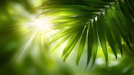 Obraz premium Green palm tree leaves close-up background