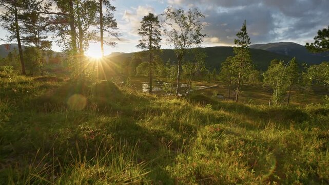 Epic sunset in Anderdalen National Park. Landscape with northern nature - trees, lakes ans mountains. High quality gimbal shot. Nature of Senja Island, Norway